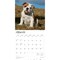 Bulldog Puppies | 2026 12 x 24 Inch (Hanging) Monthly Square Wall Calendar | Plastic-Free